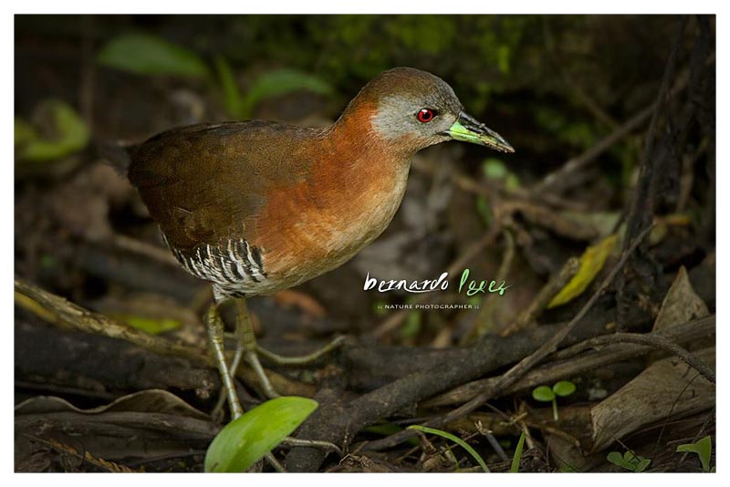 Polluela Gargantiblanca (Freidora- Huevo frito)