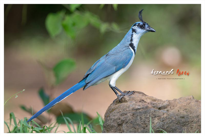Urraca Copetona (Urraca- Piapia Azul) 