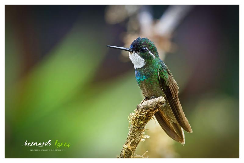 Colibrí Montañes Gorgiblanco