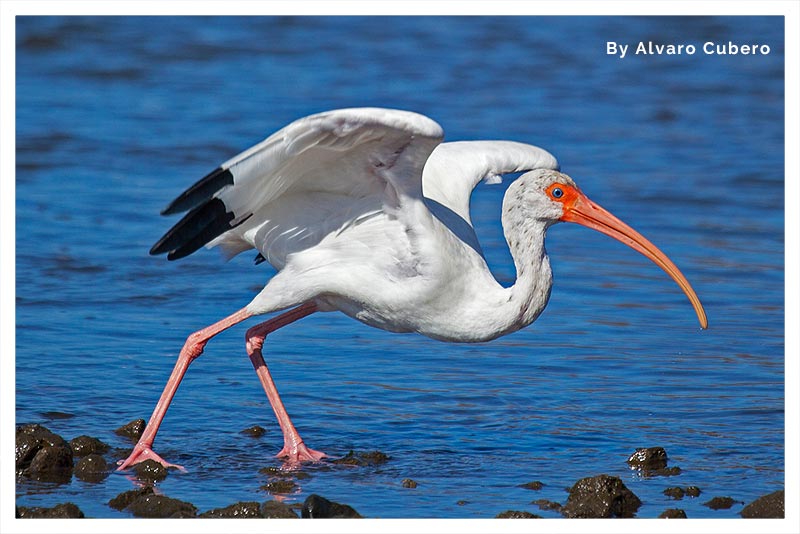 Ibis Blanco (Coco)