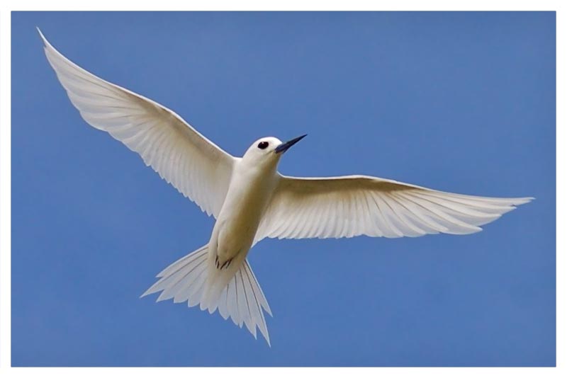 Charrán Blanco (Palomita del Espíritu Santo)
