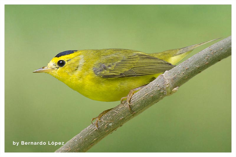 Reinita Gorrinegra (Curruquita) 