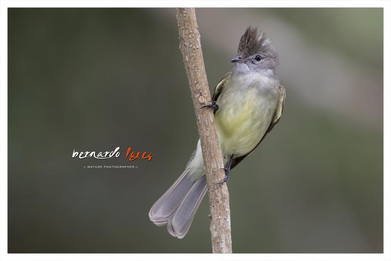 Elainia Copetona (Tontillo- Bobillo- Copetoncillo) 