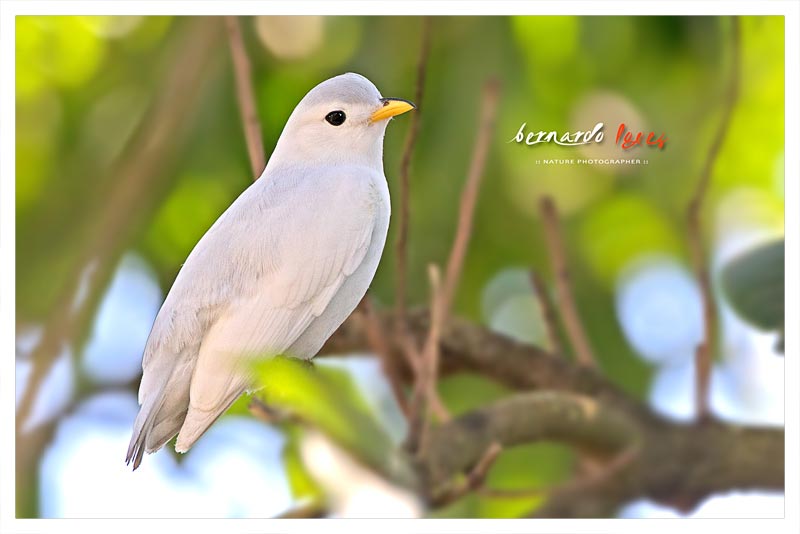 Cotinga Piquiamarillo 