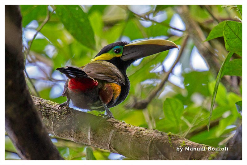 Tucancillo Orejiamarillo