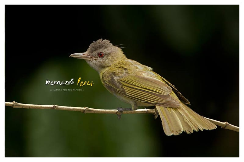 Vireo Cabecigrís (Chiguisa- Chuesa- Cazadora- Fraile) 