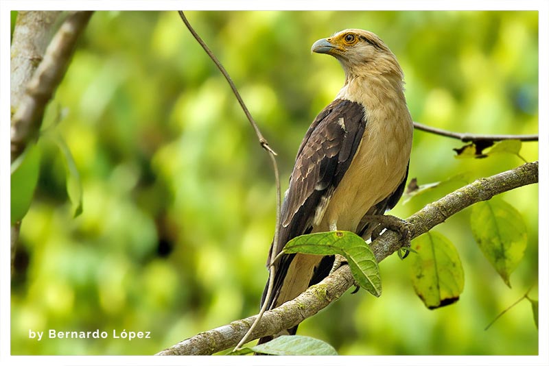 Caracara Cabecigualdo (Gavilán Blanco)