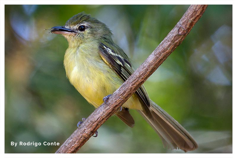 Piquiplano Aliamarillo 