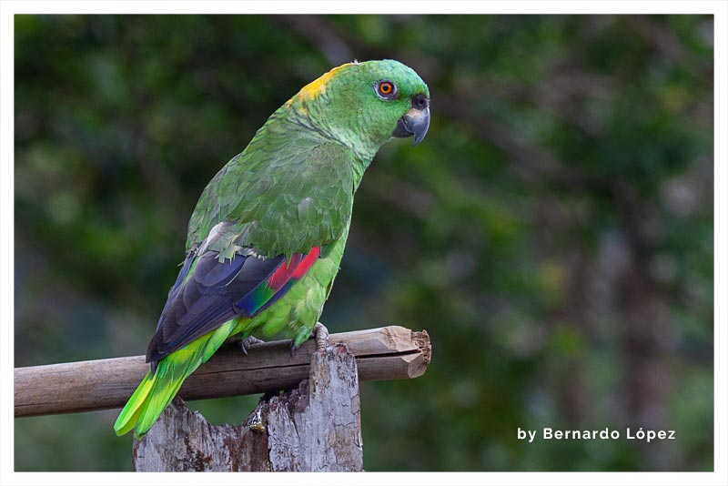 Lora de Nuca Amarilla (Lora Jupa Amarilla) 
