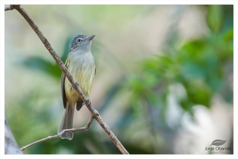 Piquiplano Azufrado 