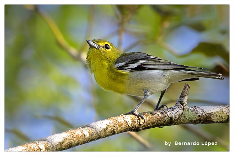 Vireo Pechiamarillo 