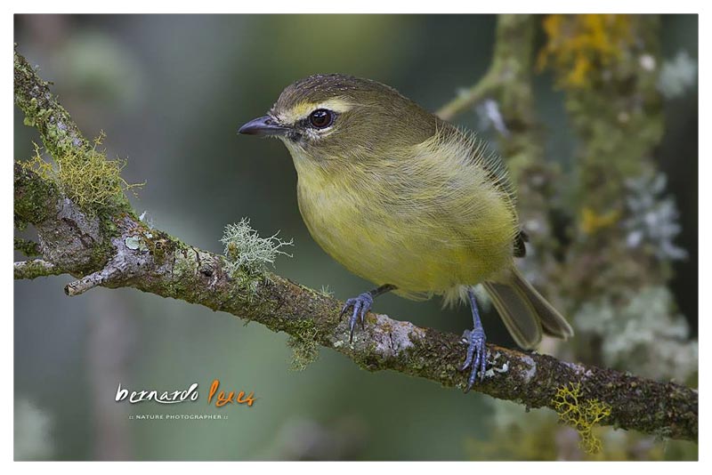 Vireo Aliamarillo 
