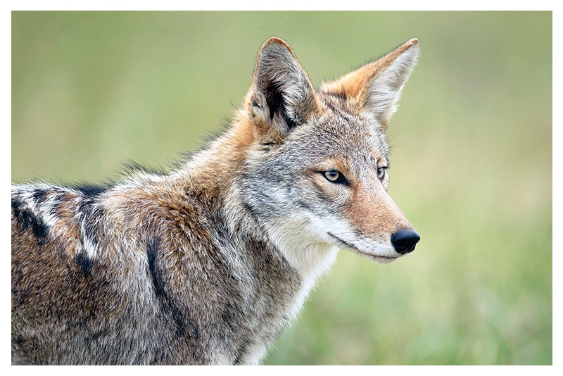 Coyote 