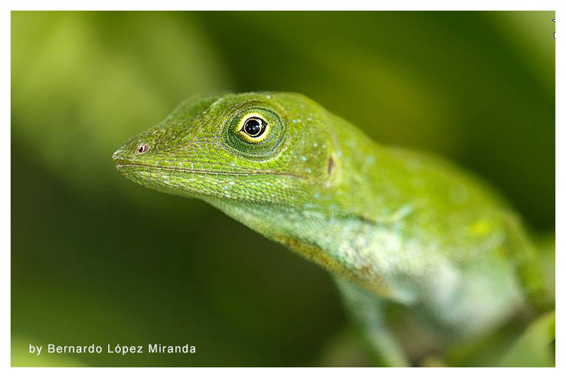 Lagartija Anolis 