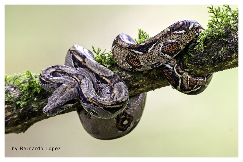 Boa Imperator