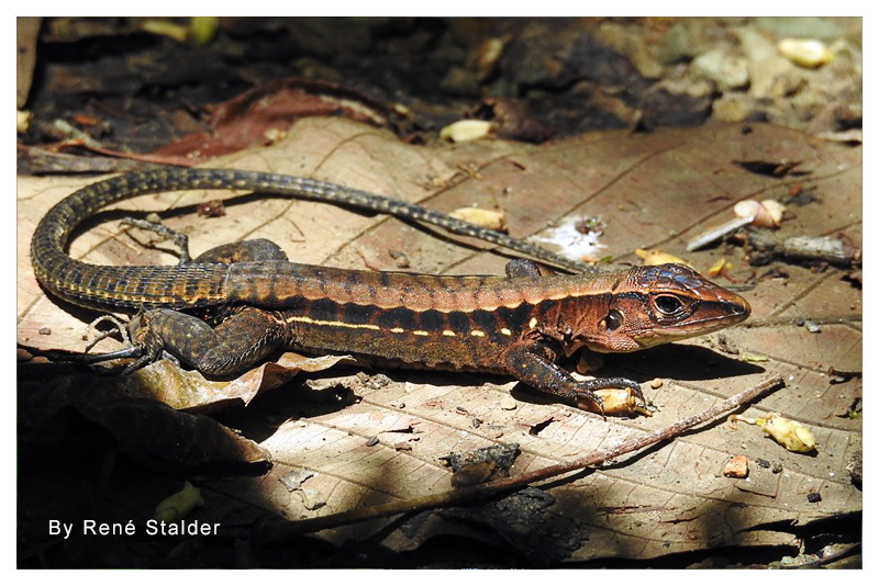 Ameiva de Centroamérica 
