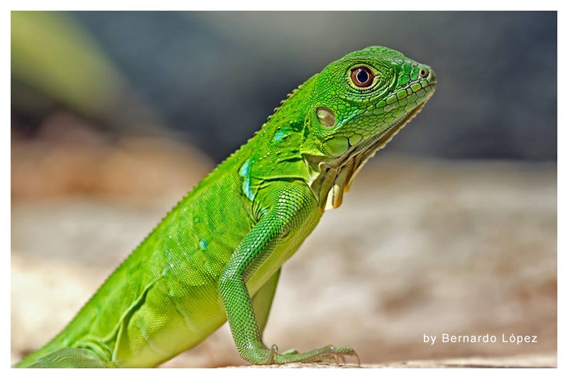 Iguana 