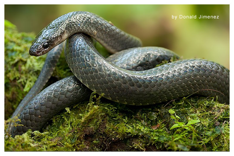 Zopilota de Altura 