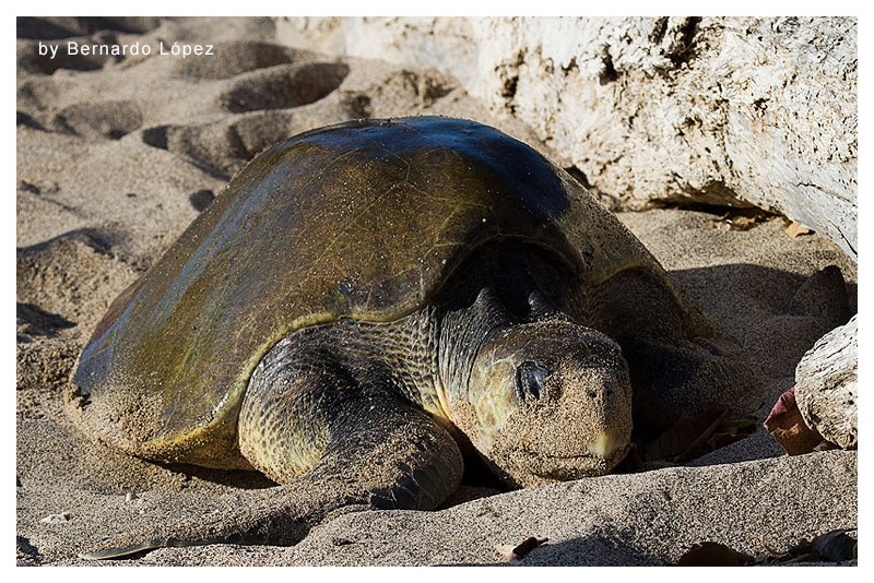 Tortuga Lora 