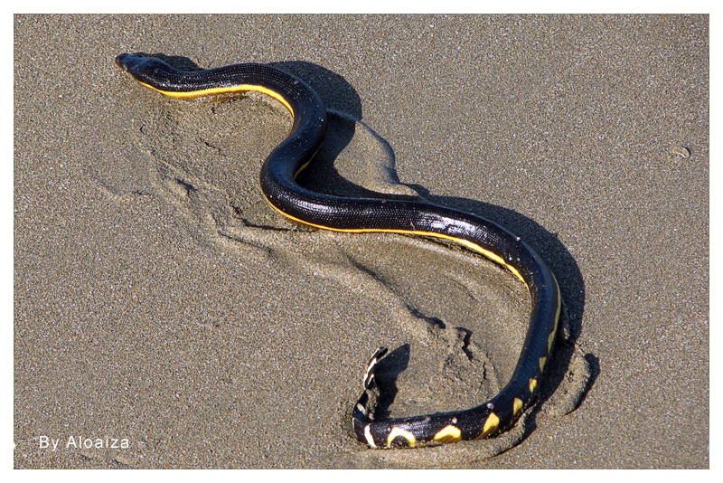 Serpiente Marina 