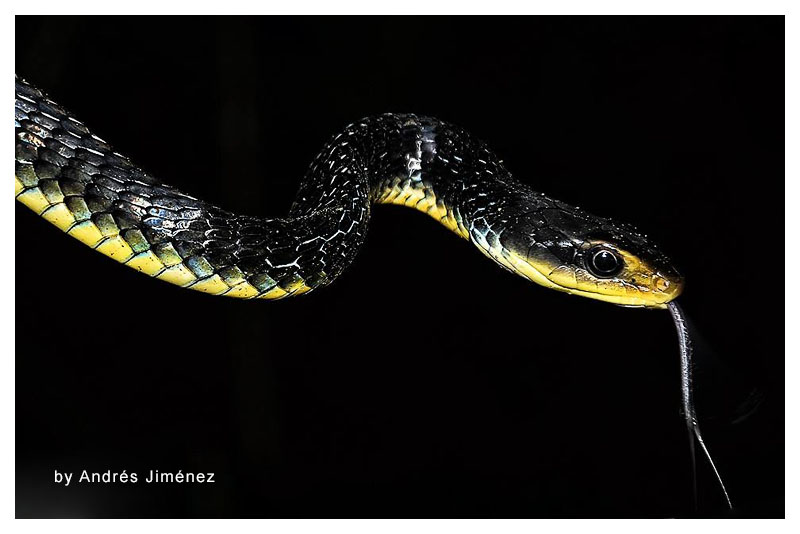 Serpiente de látigo negra 