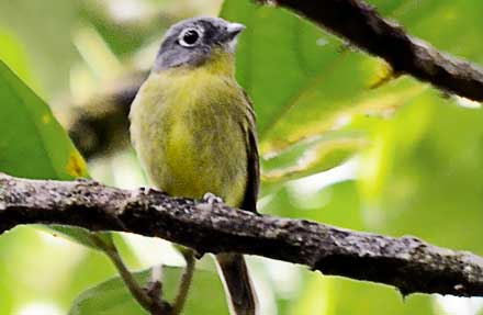 Gray-headed Piprites 